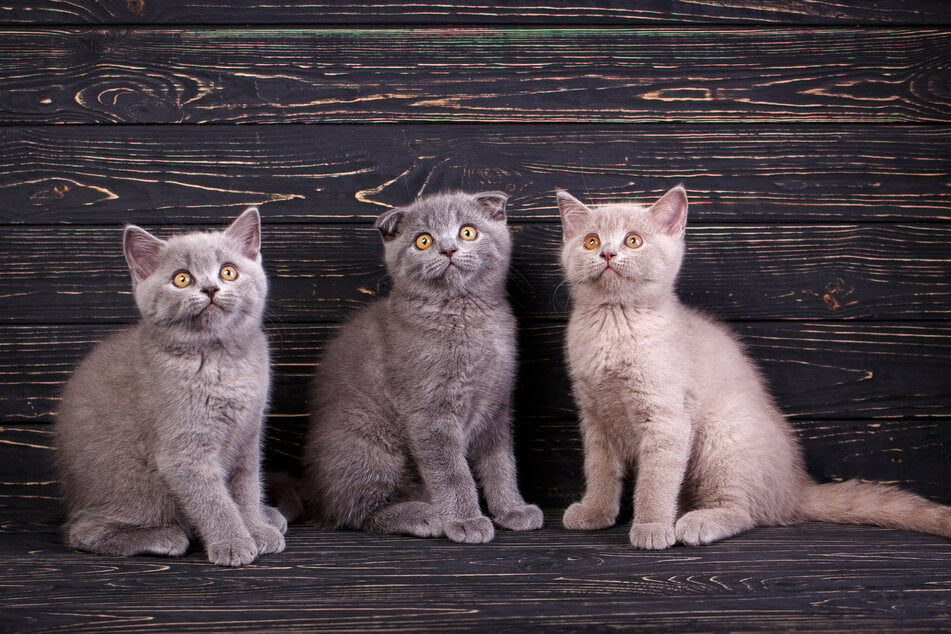 Graue Katzen können als Kitten noch verschiedene Musterungen im Fell haben.