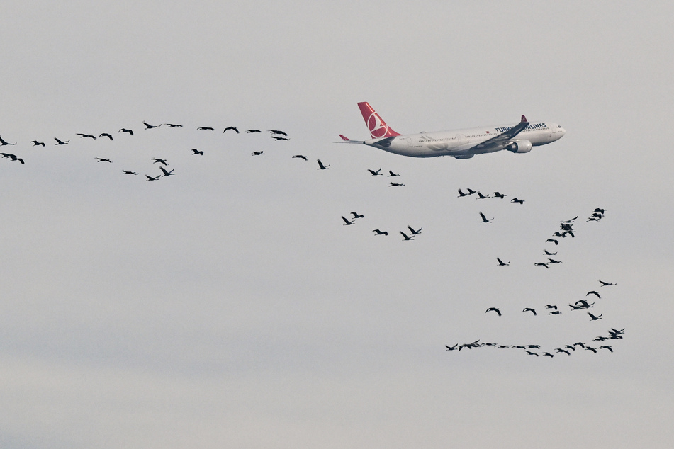 Mit einem Radarsystem sollen Vogelbewegungen im Radius von zehn Kilometern um den Flughafen BER erfasst werden.