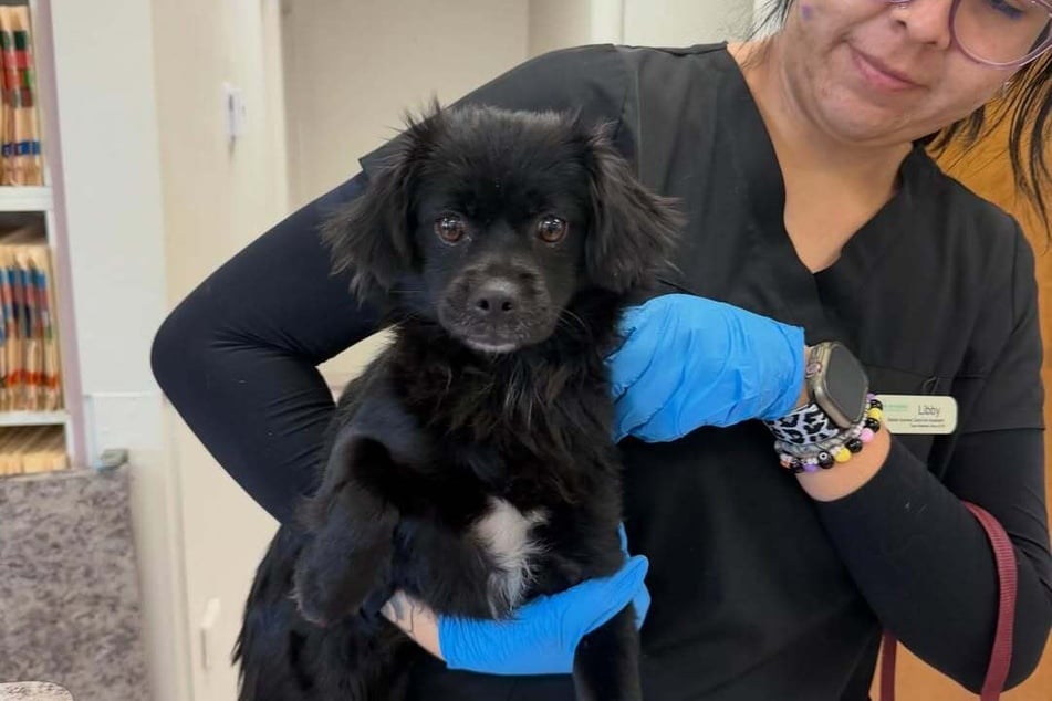 Nach der Rettungsaktion ging es für die Hündin zum Tierarzt.