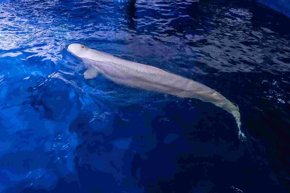 Das Oceanogràfic ist das einzige europäische Aquarium, das Belugas in seinen Einrichtungen hat.