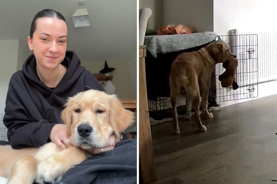 Dog owner left heartbroken over boyfriend's treatment of puppy: "I cried watching this"