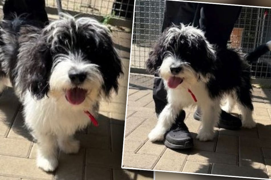 Il n'a que 6 mois : le petit chien a déjà vécu beaucoup de choses
