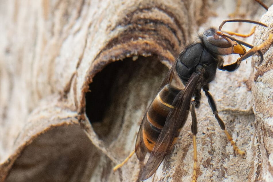 Sie tötet im Flug: So sagt NRW der Killer-Hornisse aus Asien jetzt den Kampf an