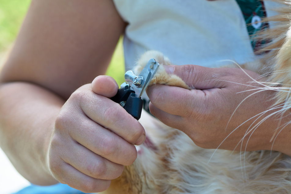 You should make sure to use proper cat nail clippers when trimming.