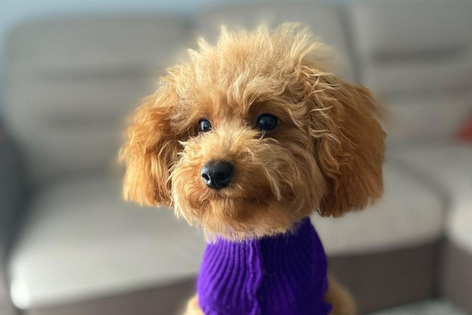 On Instagram, Ginger has risen to stardom as a dog influencer.