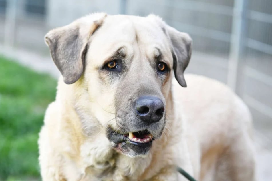 Der liebe Hirtenhund möchte bei erfahrenen Menschen auf einem eingezäunten Grundstück Einzug halten.