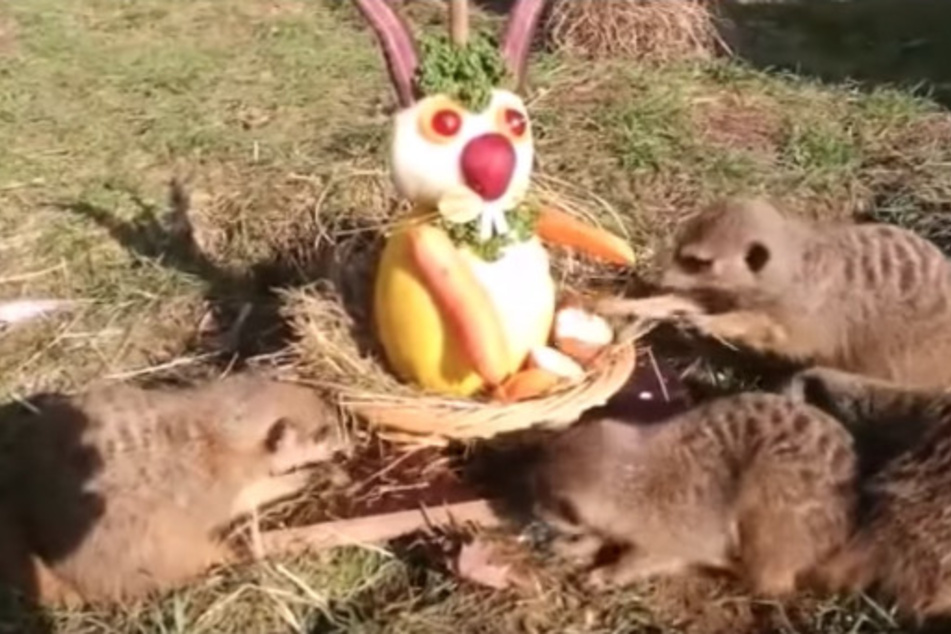 Ist denn schon Ostern? Hasen-Überraschung für Leipzigs Erdmännchen