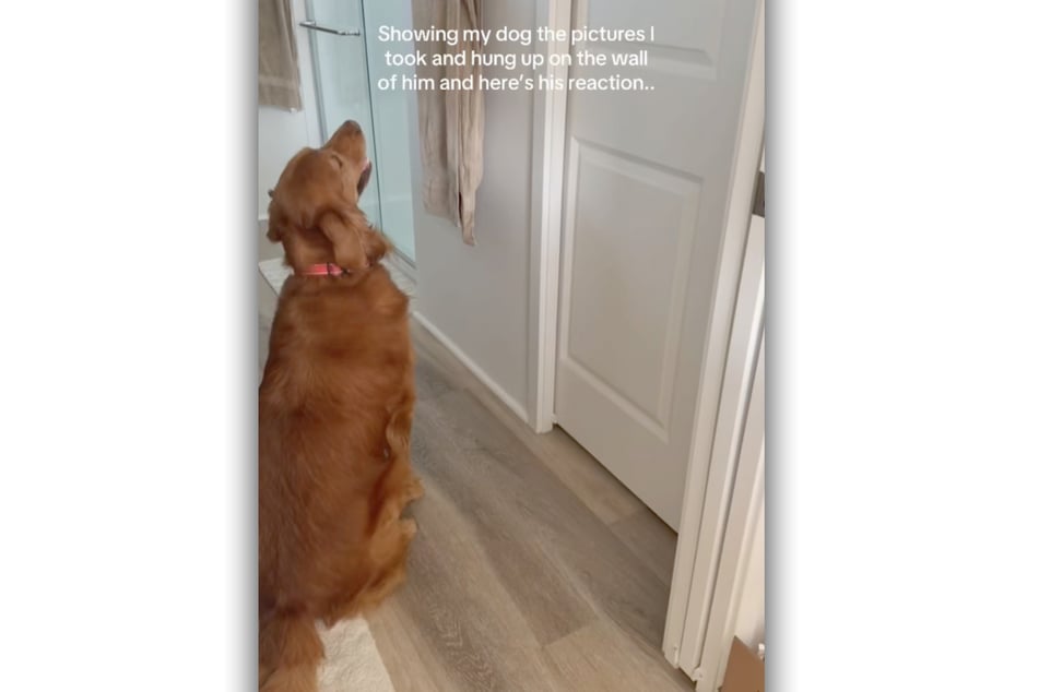 Mit fokussiertem Blick, wedelndem Schwanz und großer Begeisterung betrachtet er die Bilder.