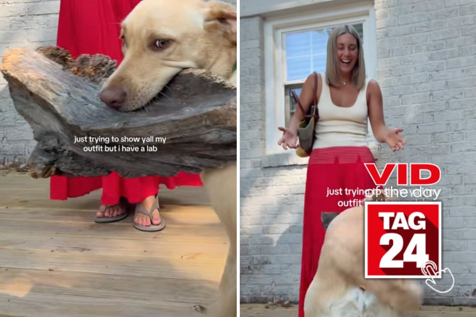 Viral Video of the Day for July 17, 2026: Dog steals the spotlight with giant stick in hilarious outfit video fail!