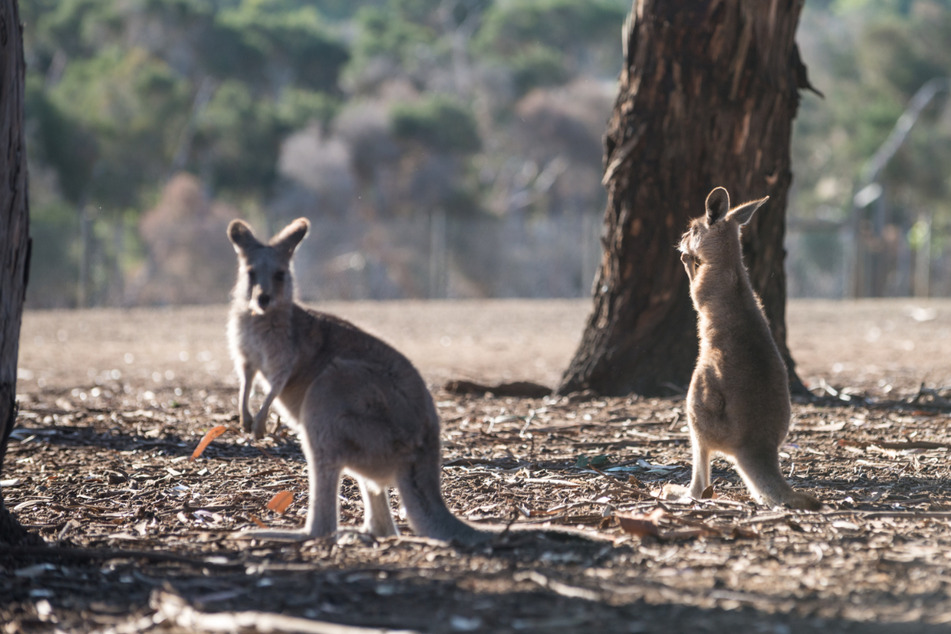 Wallabys sind eine Gattung aus der Familie der Kängurus.