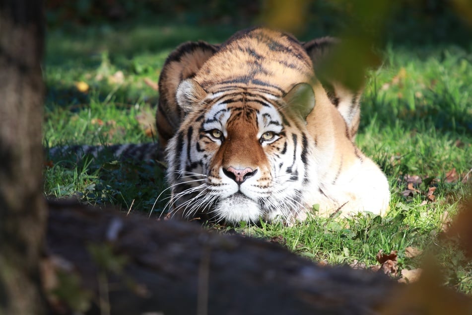 Chemnitz: Abschied von Besucherliebling Wolodja: Chemnitzer Tiger zieht in die Niederlande