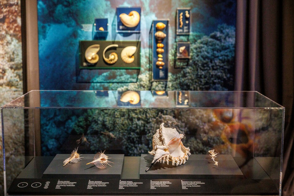Eine Begleitausstellung informiert über Vielfalt und Artenreichtum des Great Barrier Reef.