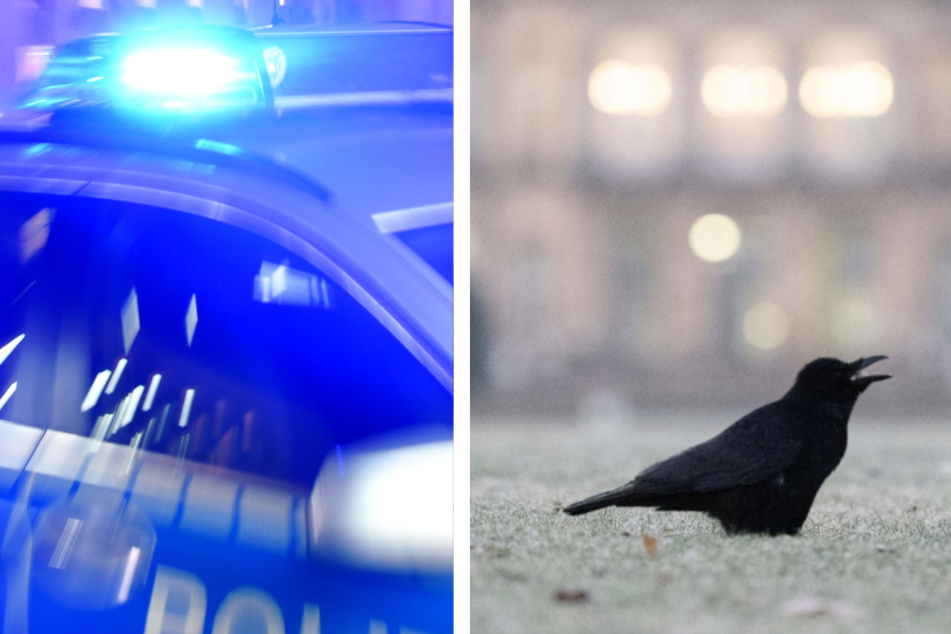 Im brandenburgischen Rangsdorf fand die Polizei einen abgeschossenen Rabenvogel. (Symbolbild)