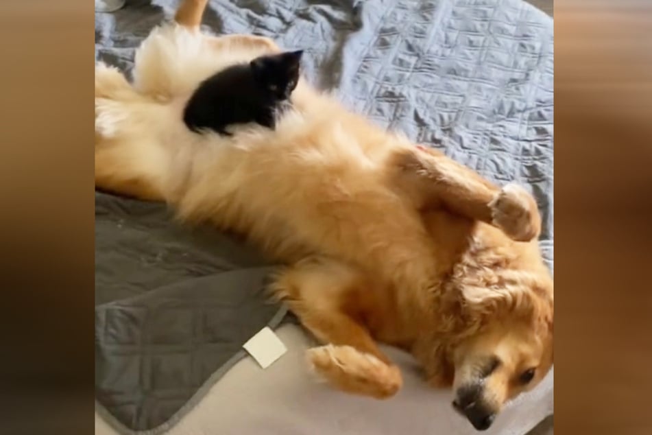 After a hard cut in the video, you see Sadie the dog lying on her back with a newly reformed Egg the cat!