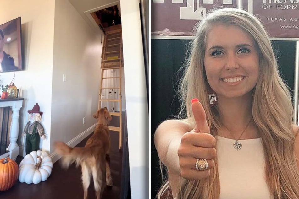 Golden retriever Honey looks anxiously after her owner Kailee Howard (25) when she is in the attic.