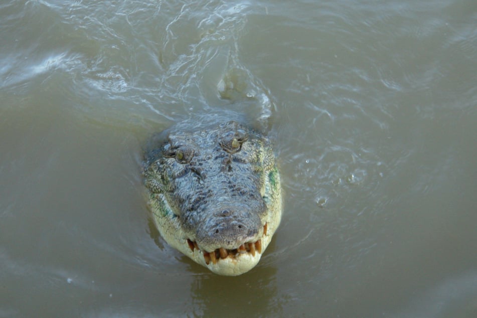 Das Krokodil entpuppte sich als täuschend echt aussehende Attrappe. (Symbolbild)