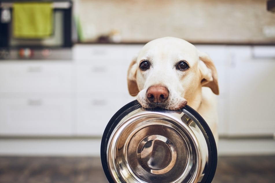 Milch für Hunde: In Maßen, nicht in Massen.