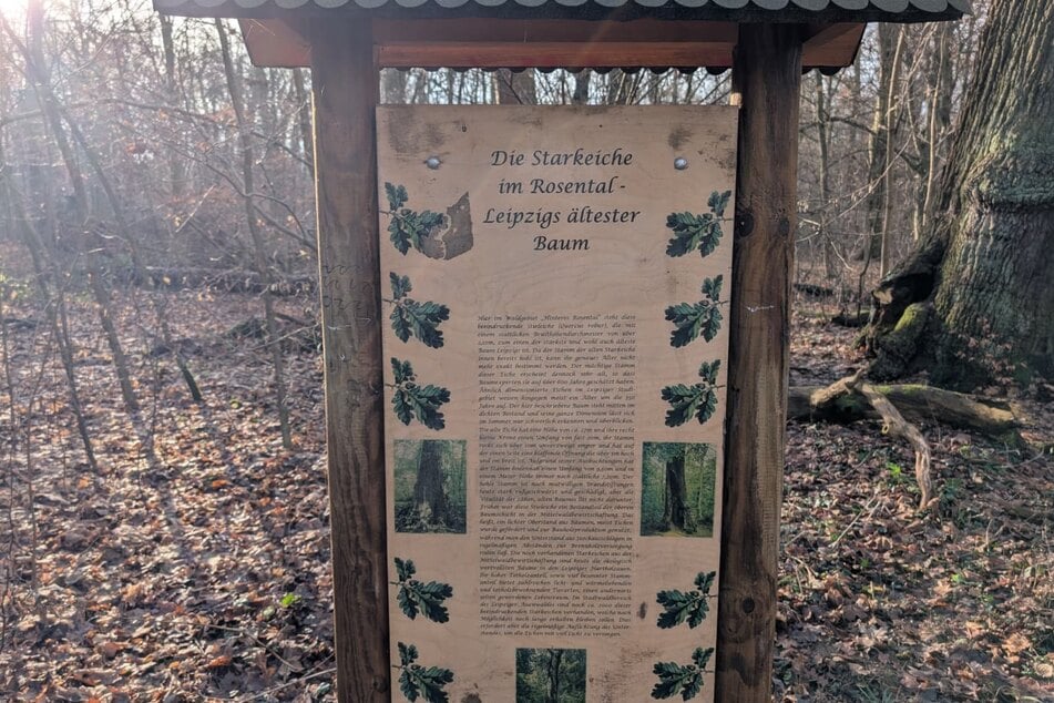 Diese Infotafel gibt spannende Einblicke in das jahrhundertealte Gehölz.