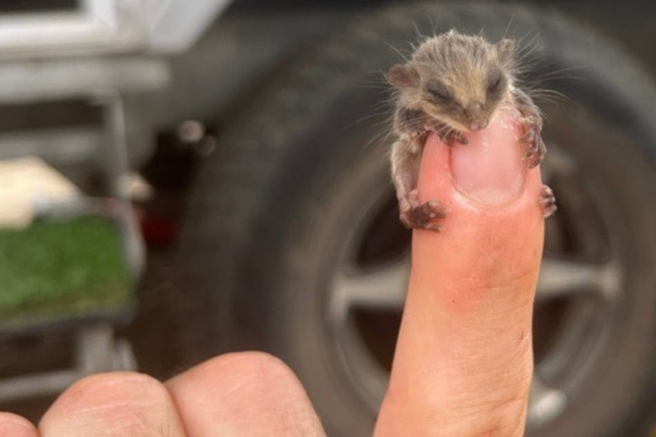 Was ist das? Camper entdecken flauschiges Tier, das nicht viel größer als ihr Fingernagel ist