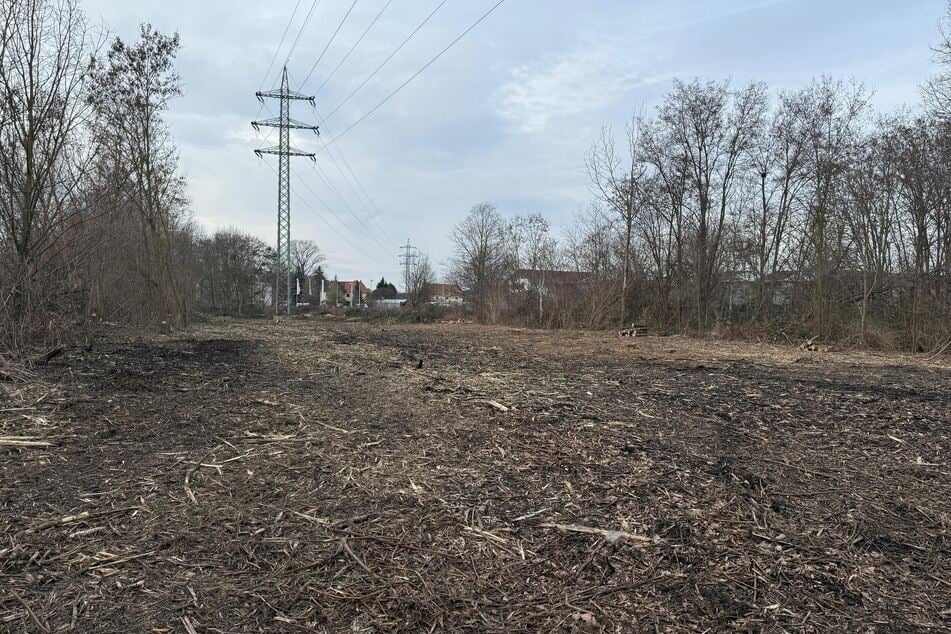 Hunderte Bäume mussten entfernt werden.