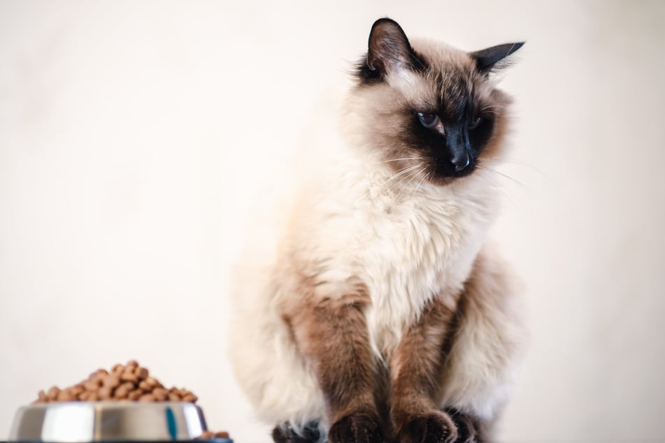 In der ersten Sterbephase verweigert die Katze die Futter- und Wasseraufnahme.
