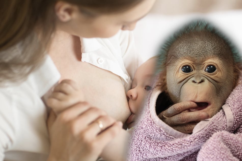 Dutzende Frauen ziehen im Zoo blank: Das steckt dahinter!