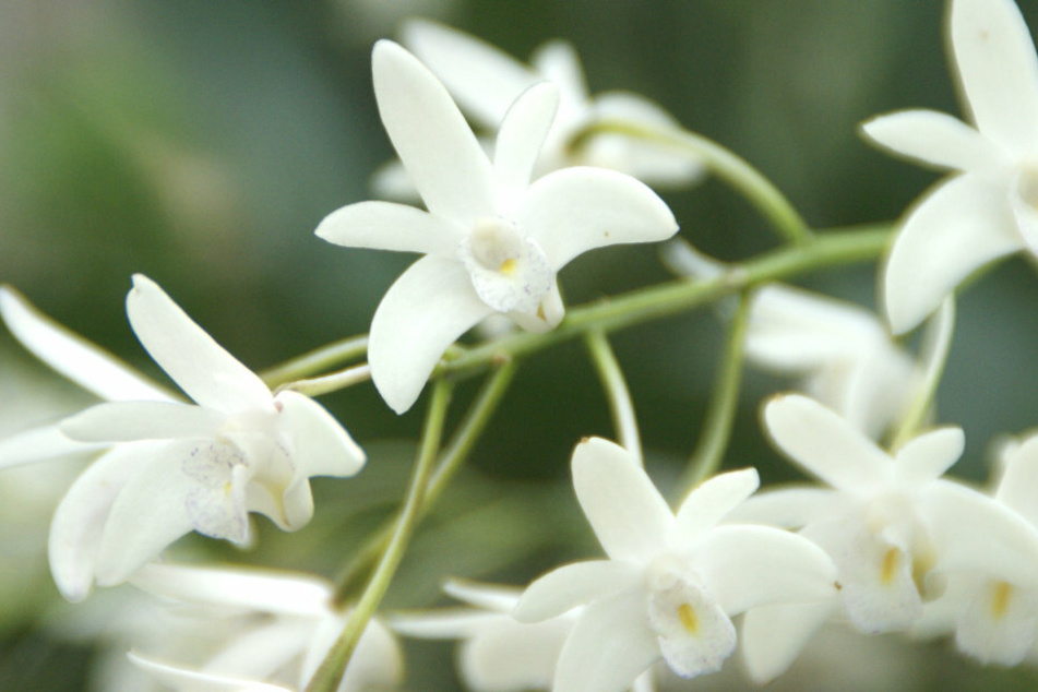 Im Botanischen Garten könnt Ihr exotische Gewächse bewundern.