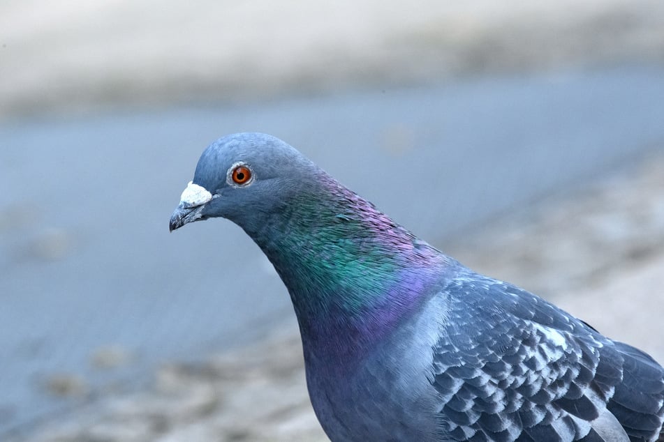 Schuld waren zwei Tauben an Bord. (Symbolfoto)