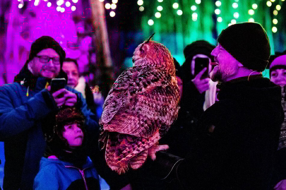 Expedition in der Dämmerung: Hier könnt Ihr Eulen treffen