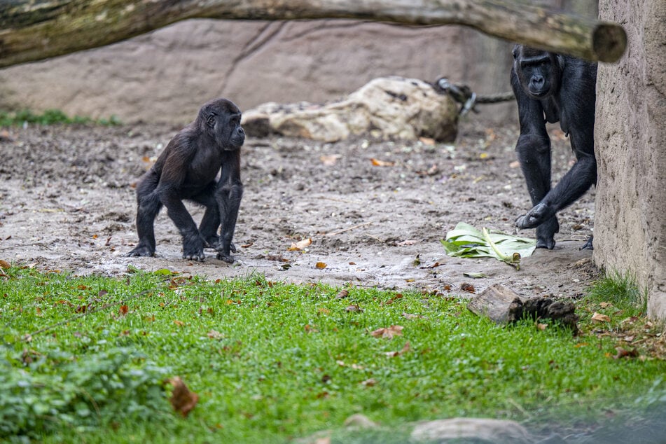 Der Zoo möchte in den nächsten Jahren Außen- und Innengehege für Gorillas, Orang-Utans und Schimpansen bauen.