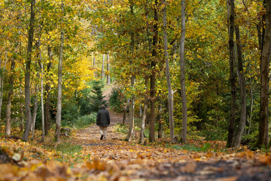 Friedlich im Waldfriedhof: So haben es sich die Kessler-Zwillinge gewünscht. (Symbolfoto)