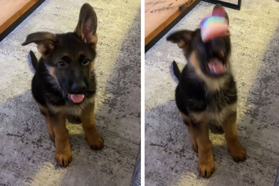 This puppy is still learning to catch, and his mistakes are hysterical.