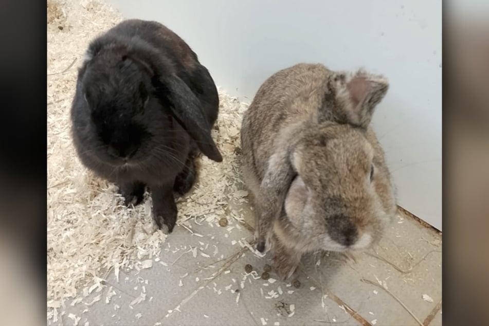 Halbohr und Einohr suchen ein Zuhause, am liebsten als Duo.