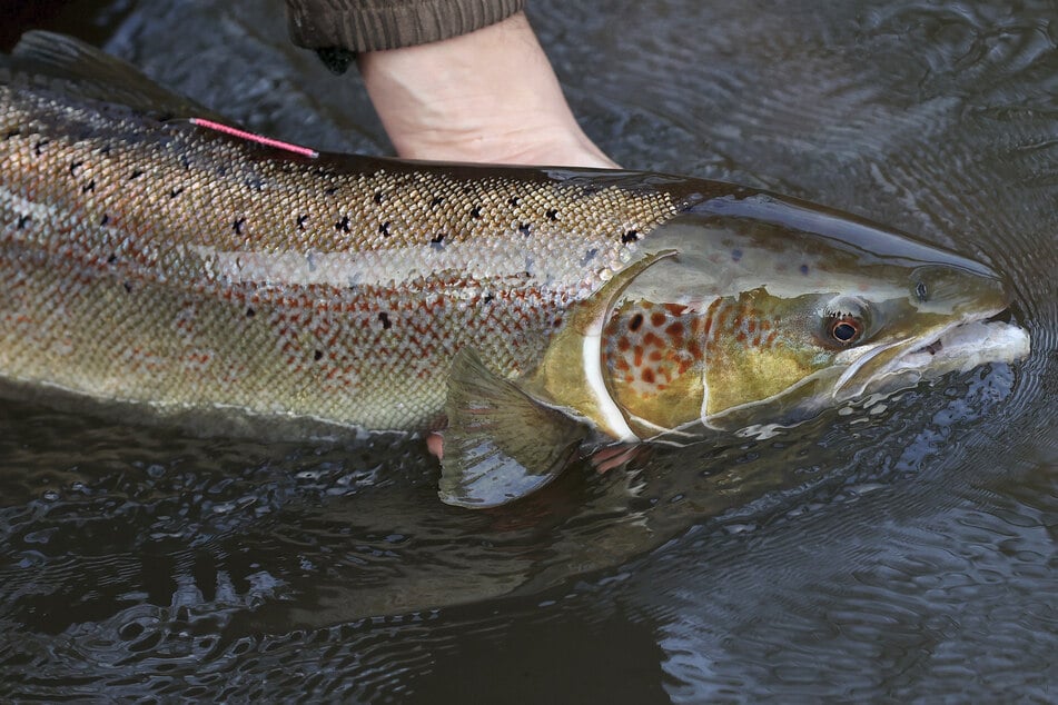 Der König der Fische: Erster Lachs nach Sachsen zurückgekehrt - mit Verspätung!