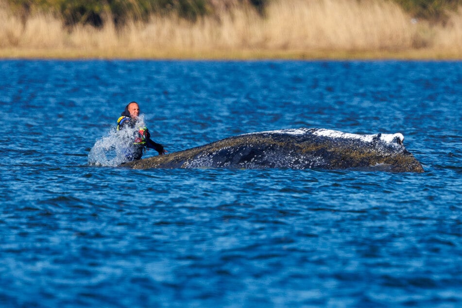 Buckelwal "Timmy" sorgt für steigende Nachfrage nach Kinderbüchern