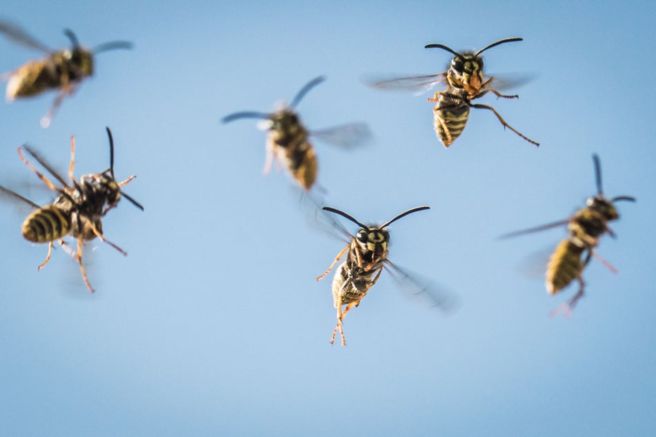 Los nidos no deben ser eliminados, pero ¿qué realmente protege contra las avispas?