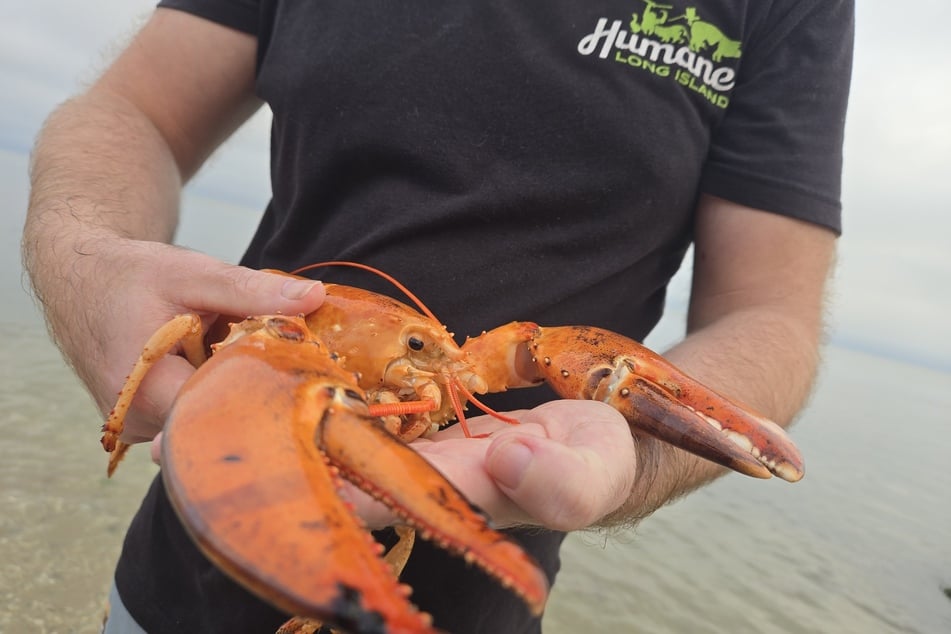 Der seltene Hummer wanderte nicht in den Kochtopf, sondern bekam eine zweite Chance und wurde im Atlantik freigelassen.