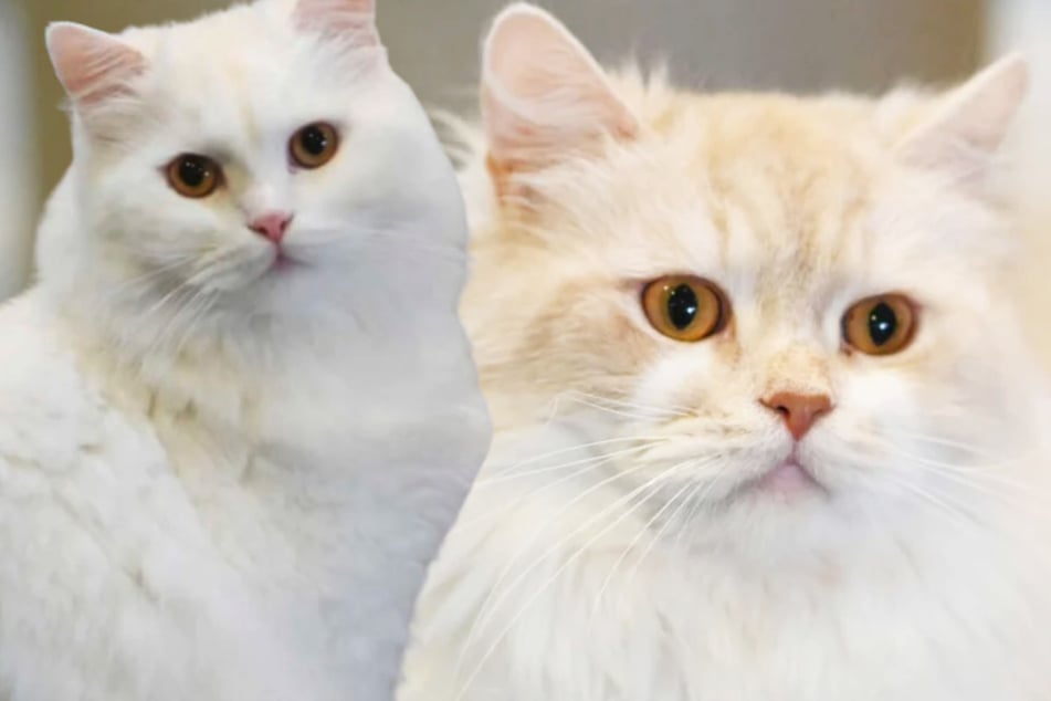 Winnie y Willi quieren saber: ¿Podrán los gatos engañar a su destino!