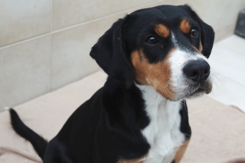 Pies Teddy nie rozumie świata.