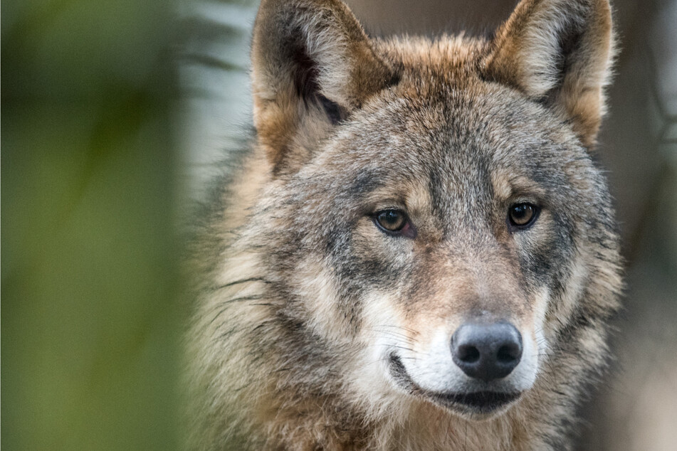 Verdacht bestätigt sich: Wolf tötete sechs Schafe im Nordschwarzwald