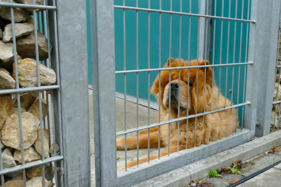 Chow-Chow Kron wartet im Münchner Tierheim auf neue Besitzer. Gerade Hunde brauchen oft eine zeitintensive Betreuung.