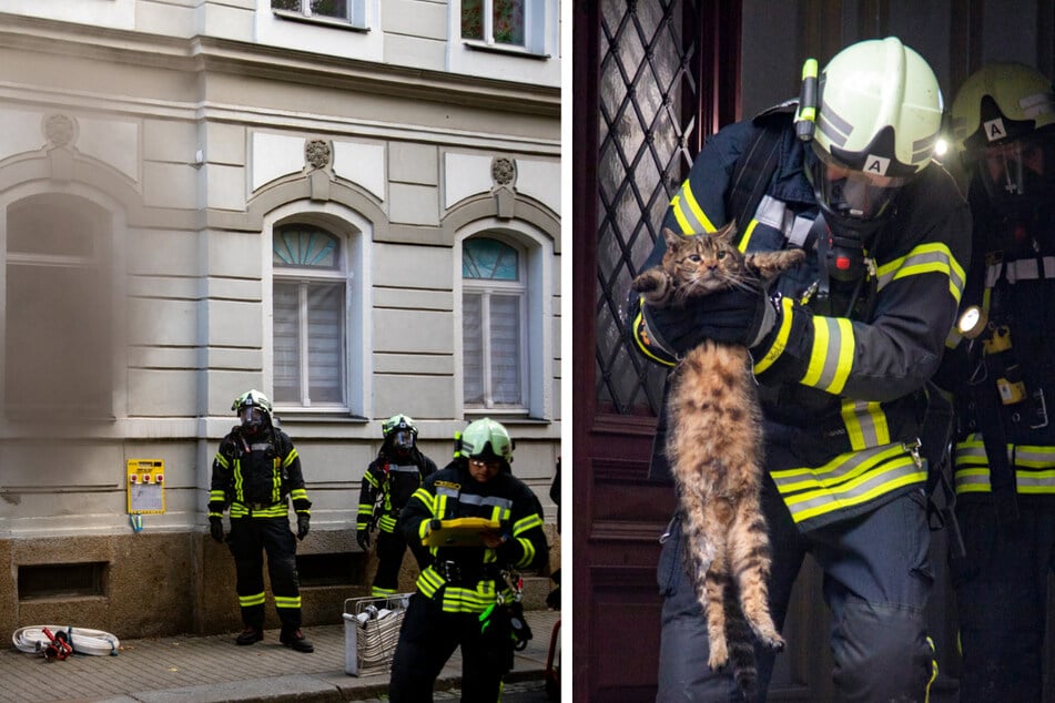 Samtpfoten in Gefahr: Feuerwehr rettet Katzen aus brennender Wohnung