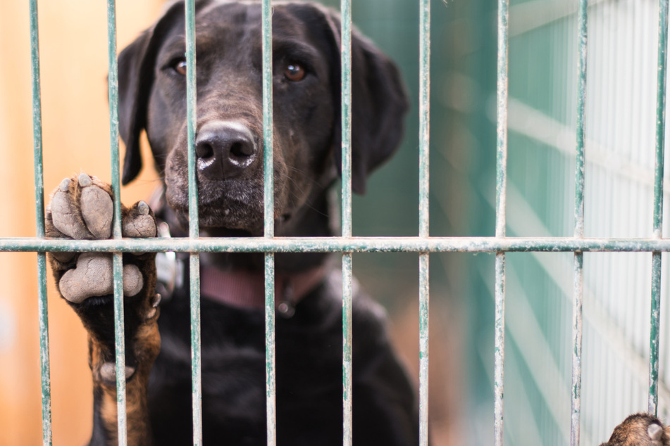 Auch die Anzahl von Hunden in Tierheimen hat in den letzten Jahren zugenommen.