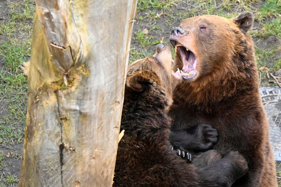 Vytáhnuti z zimního spánku? Medvědi z Torgau ukazují zuby a drápy.