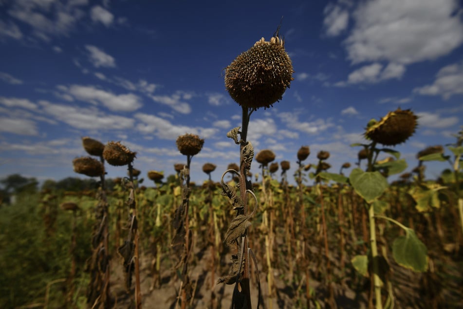 Vor allem Sonnenblumen, wie hier auf einem Feld in Ungarn, sind von der Hitze bedroht.