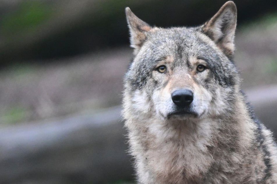 Wölfe: Erster Abschuss seit 180 Jahren: Spezialjäger sollen Wolf im Schwarzwald töten