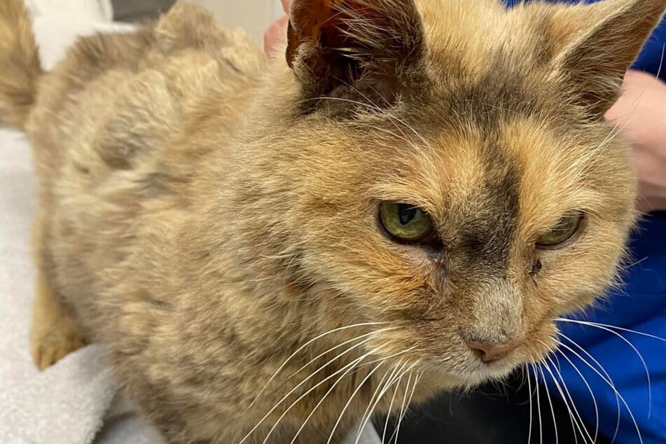 Katze verschwand vor 17 Jahren: Dann haut eine Nachricht ihre Besitzerin um!