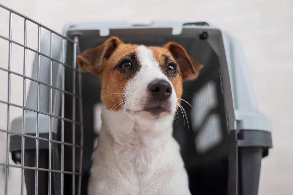 Die Frau hatte weder Dokumente für ihren Hund, noch hatte sie sich offenbar um eine geeignete Transportbox gekümmert. (Symbolbild)