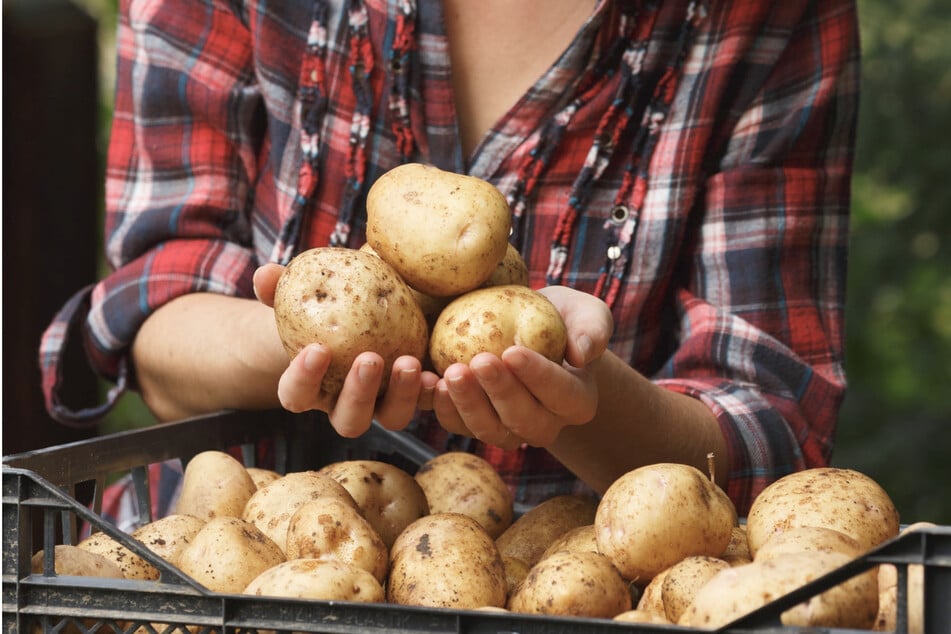 Beim Kartoffelfest auf dem Dresdner Herbstmarkt dreht sich am Wochenende alles um die vielseitige sächsische Knolle.