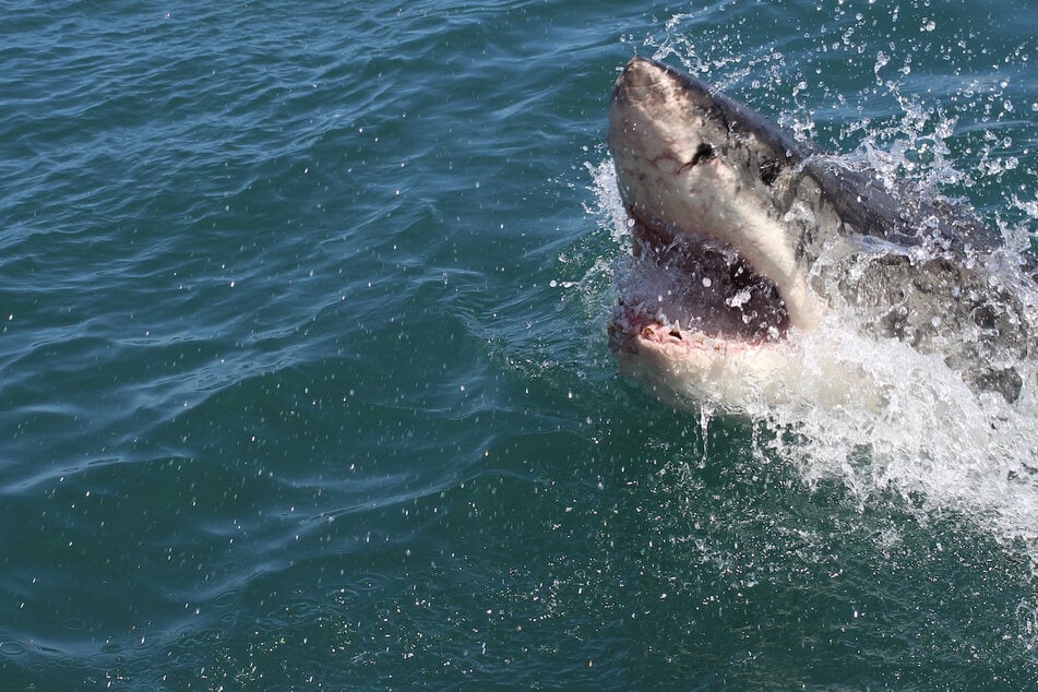 Shark attack sparks search for lost surfer
